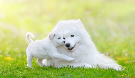 dog and puppy on grass